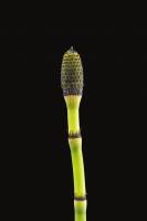 Prêle - axe fertile avec strobile (Equisetum hyemale)